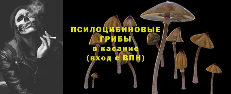 хочу   Асино  Галлюциногенные грибы MAGIC MUSHROOMS 